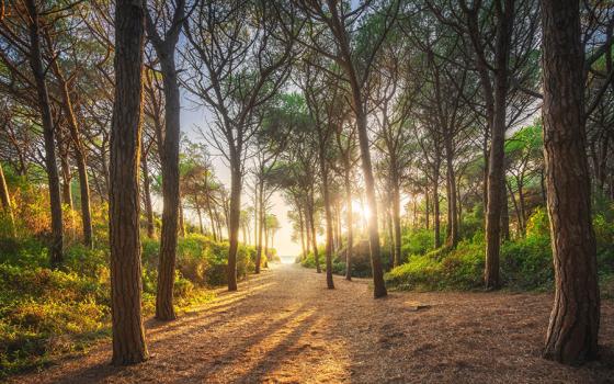 Sentiero boschivo al tramonto, con alberi alti e luce solare filtrante.