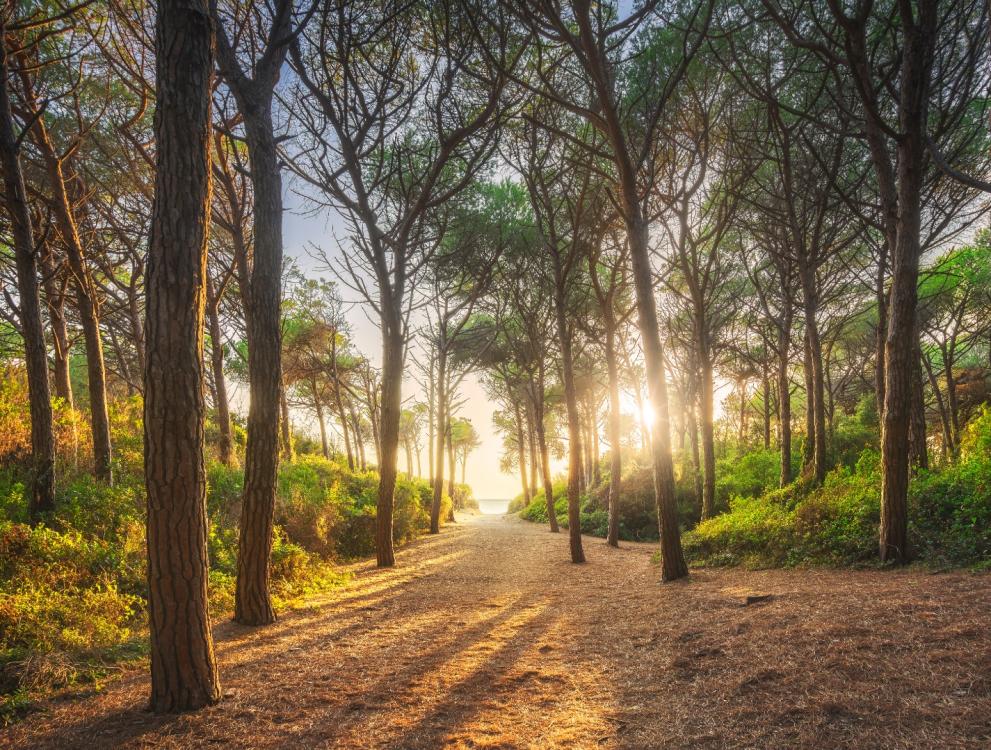 Sentiero nel bosco al tramonto, con luce dorata tra gli alberi.